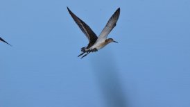 biesbosch 2022-09-06 185